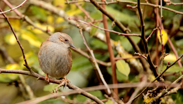 Initiation aux chants d'oiseaux et à la saisie sur NaturaList (en salle)
